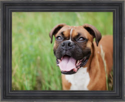 dog, framed
