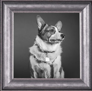 pet, framing