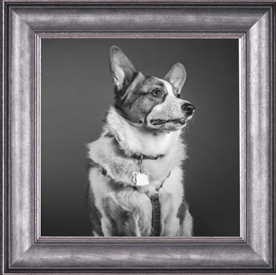 pet, framing