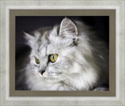 cat, framed